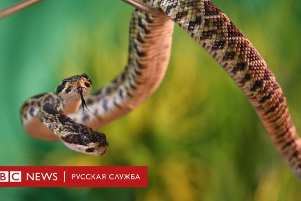 Где найти ссылку на кракен