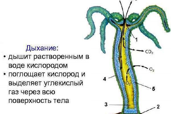 Kraken адрес onion