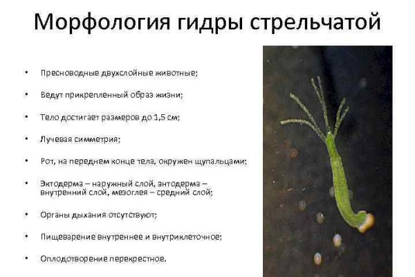 Кракен маркетплейс ссылка тг