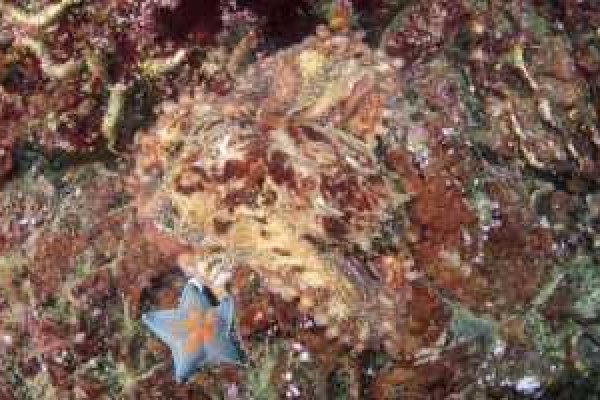 Kraken наркотики сайт